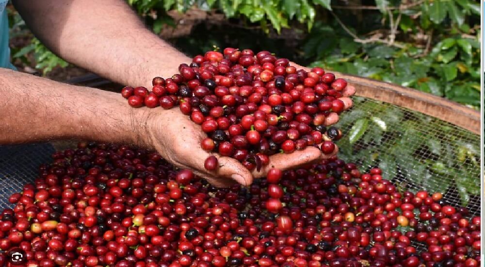 Anuncie na Rota do Caf&eacute; no Espirito Santo!
